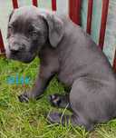 Alex piękny błekitny szczeniak Cane Corso