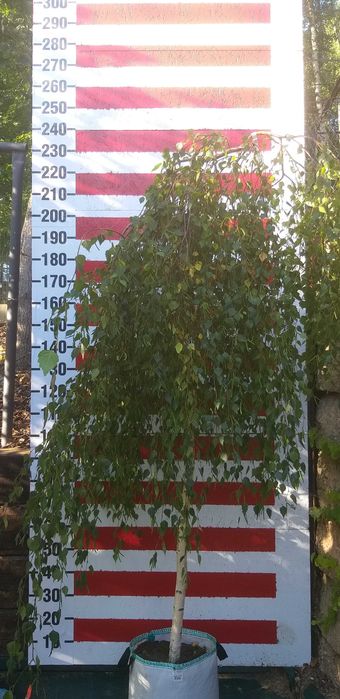 Betula pendula 'Youngii' / Brzoza brodawkowata