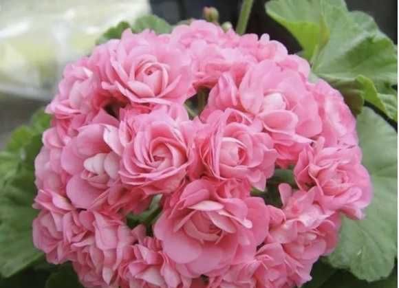 Пеларгония розебудная