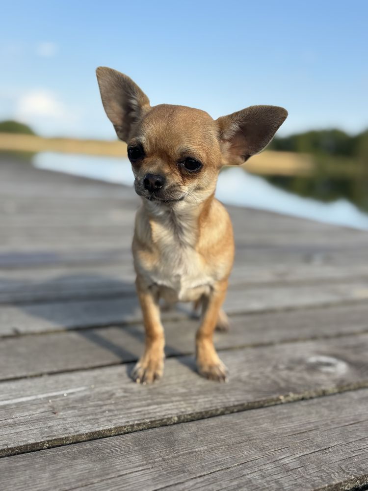 Piesek Chihuahua