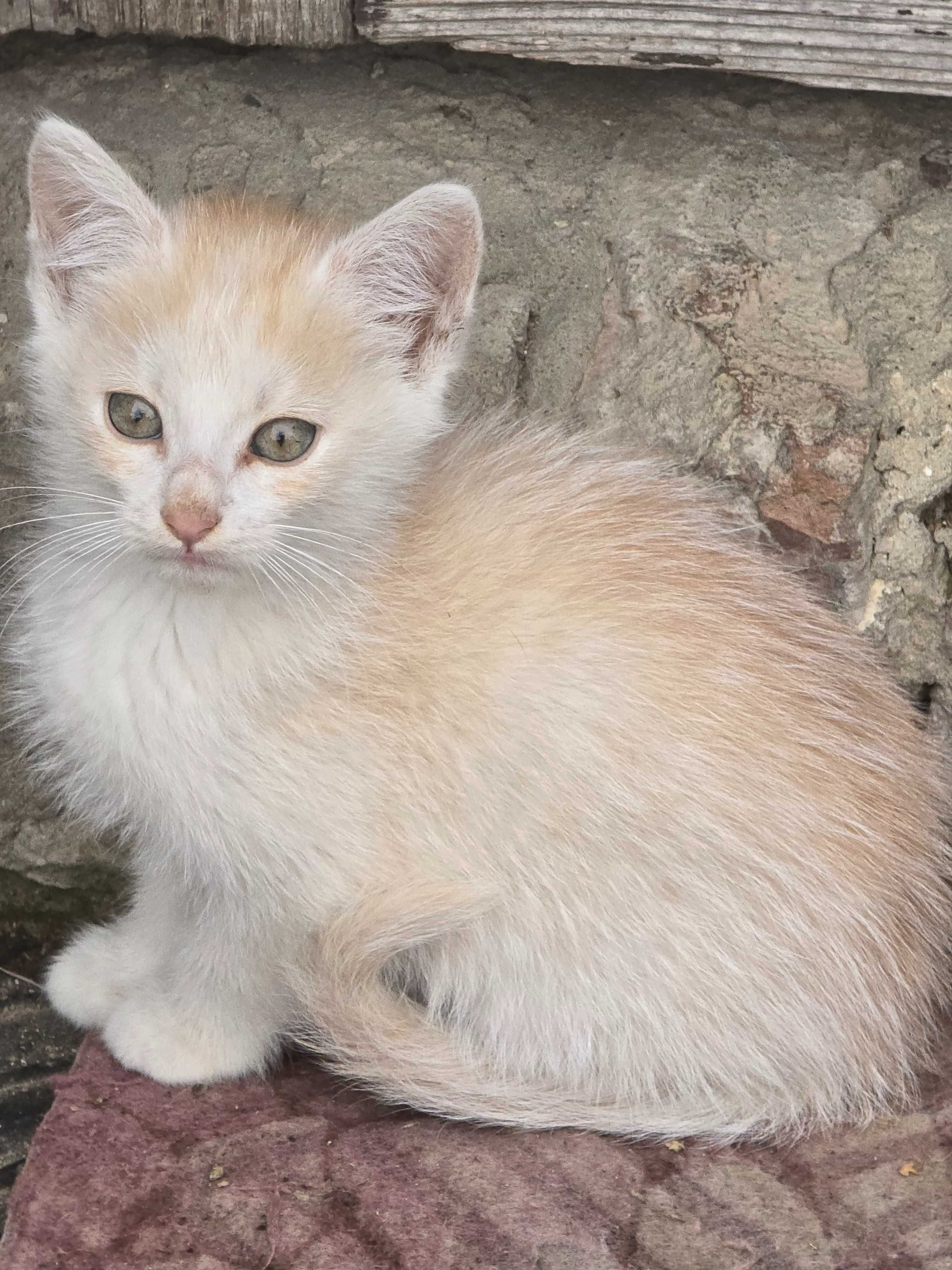 Кошенята 2 місяці