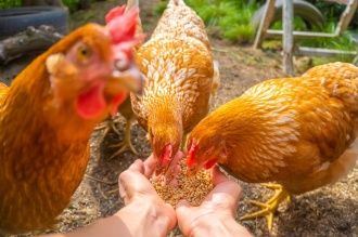 Kury nioski Leghorn z jajkiem Chodzież