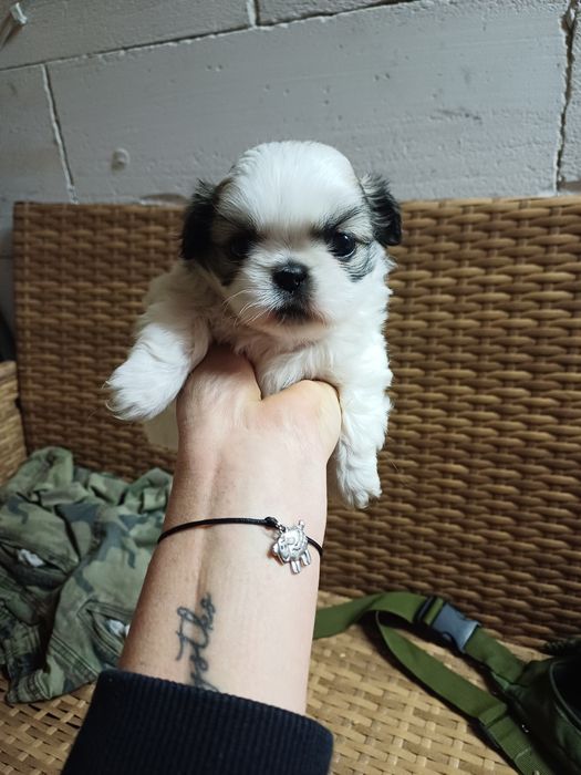 Oddam suczke Pekińczyk