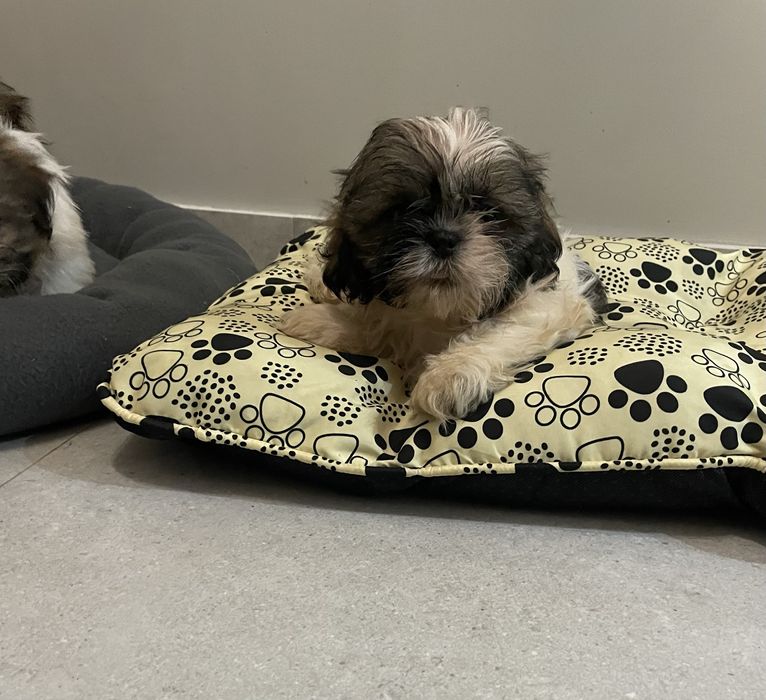 Piesek shih- tzu z pochodzeniem