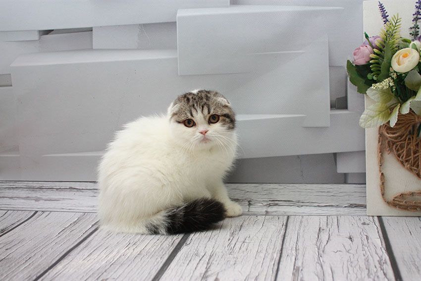 Шотландске висловухе кошеня ( скоттіш фолд ) Scottish Fold