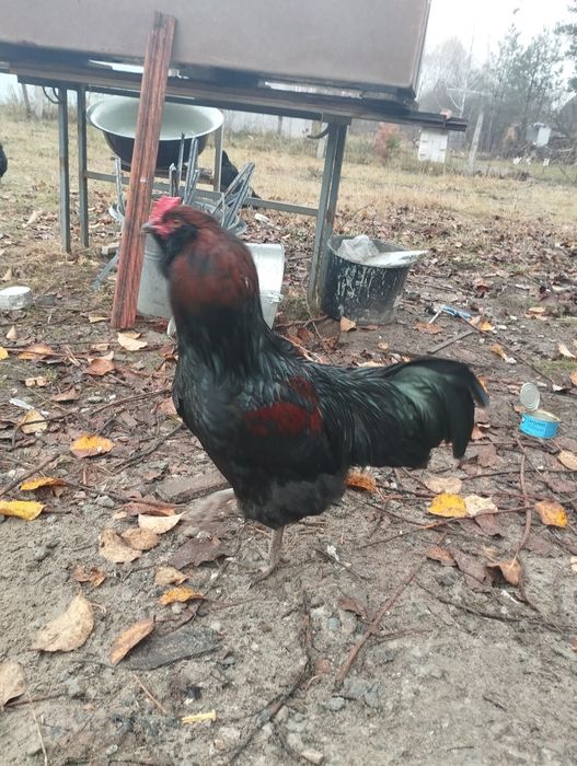 Питухи,Амераукана,и битнамцы.