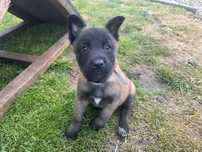 Owczarki Belgijskie Malinois