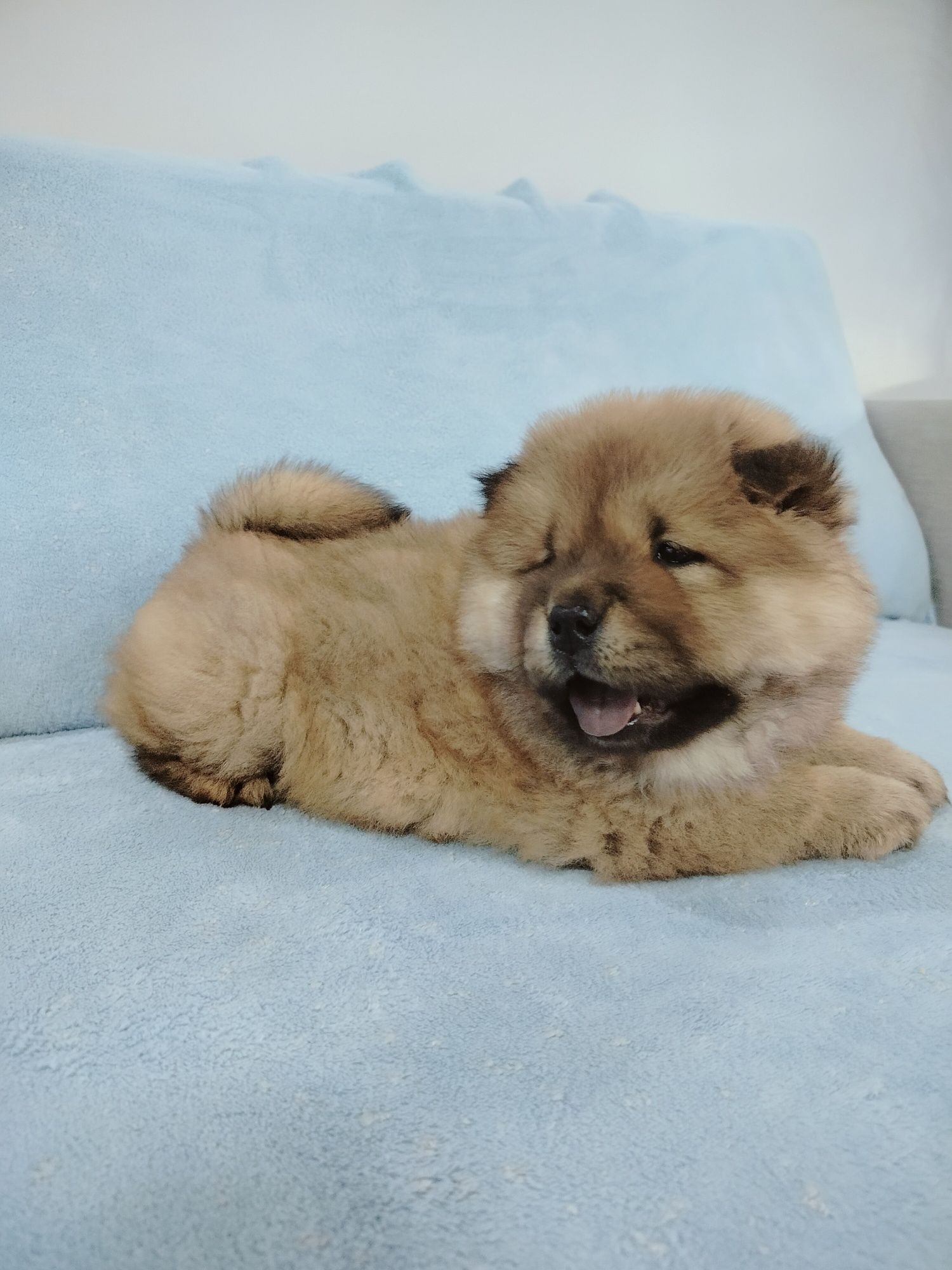 Rudy Piesek Chow Chow