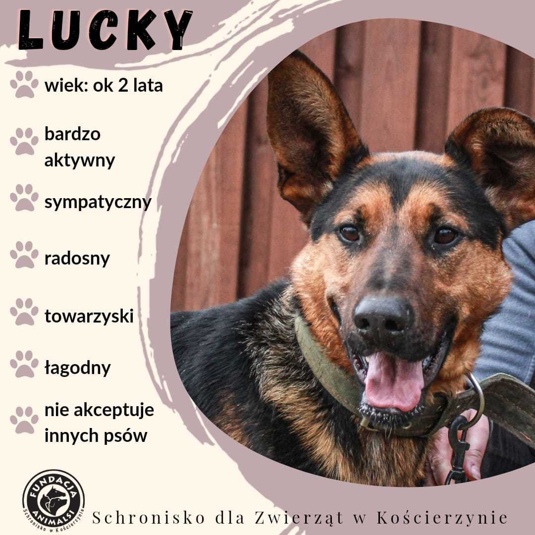 Lucky - czeka na nowego opiekuna