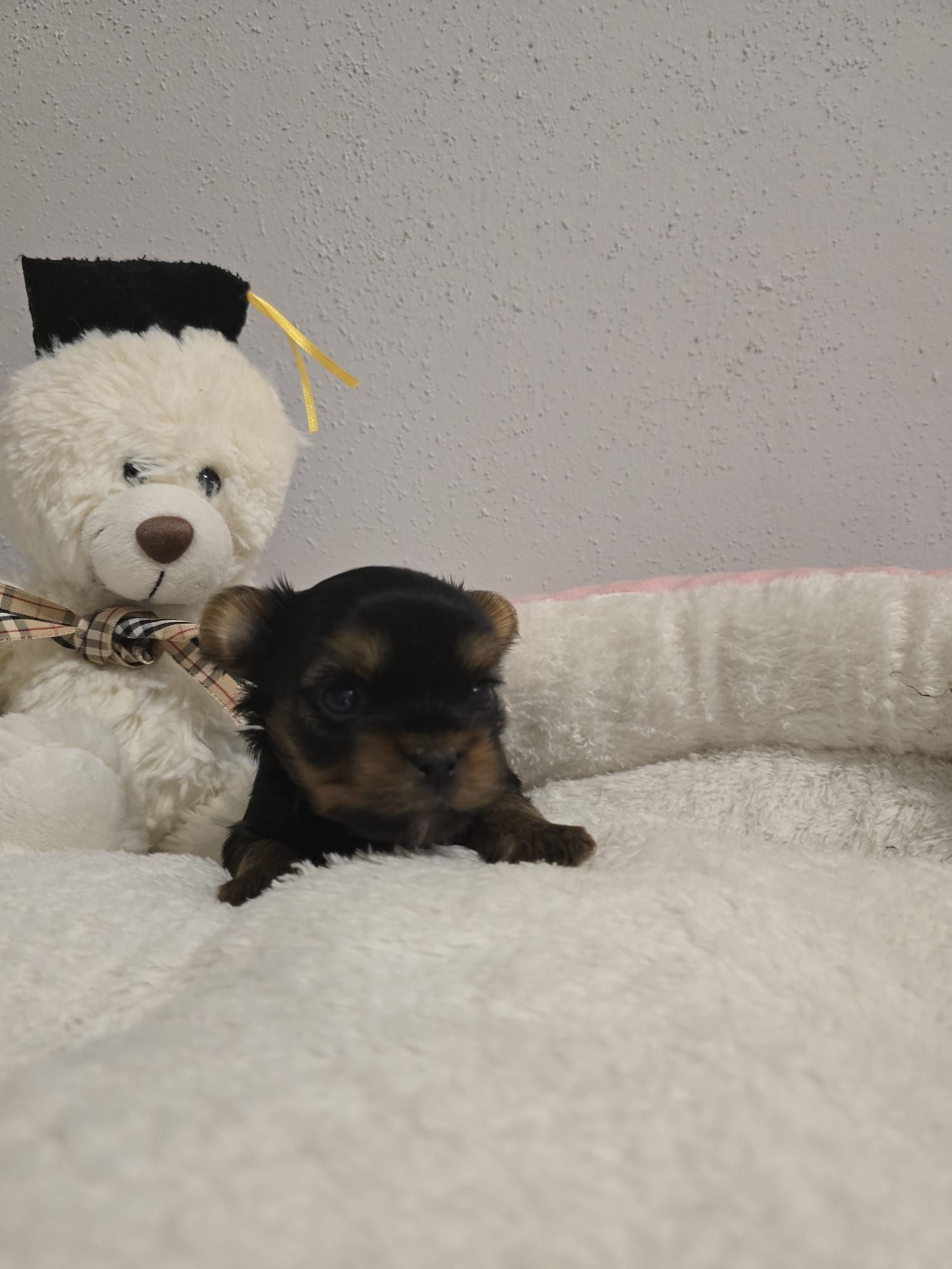 Yorkshire terrier