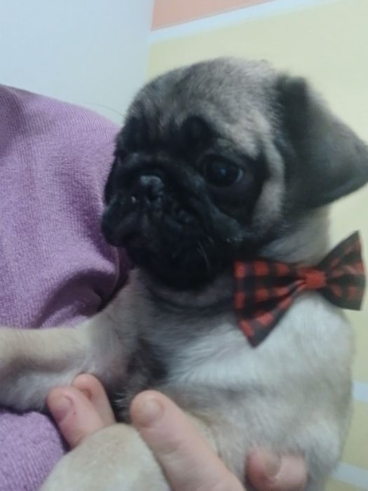 Mops mopsiczki  mopsy