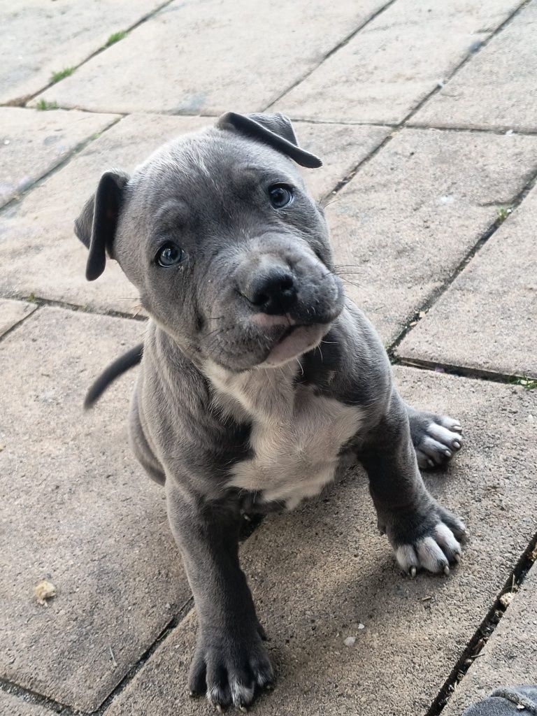 Amstaff Stanford terier szczeniaczek
