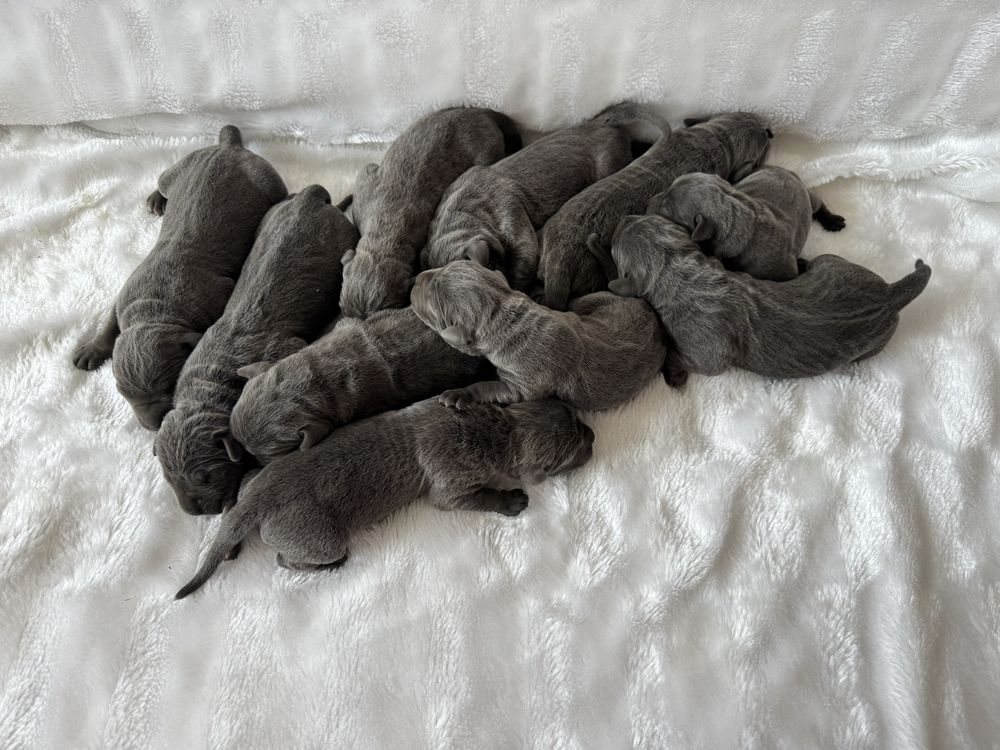 Кобель кане корсо для вязки