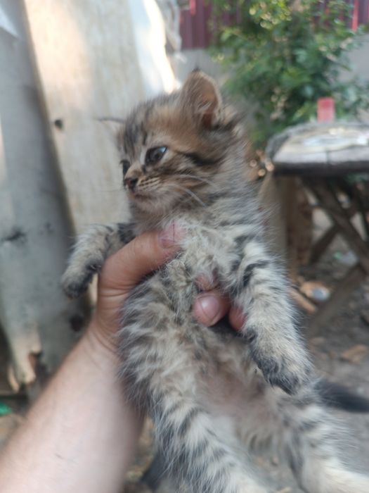 Котенята в добрі руки