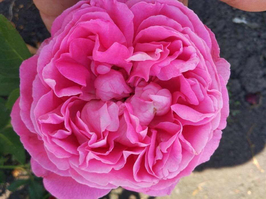 Продаю саженцы роз оптомЛЕТОМ -Осенью- Весной кусты роз большой аср.От