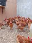 Brojler rebo.      .