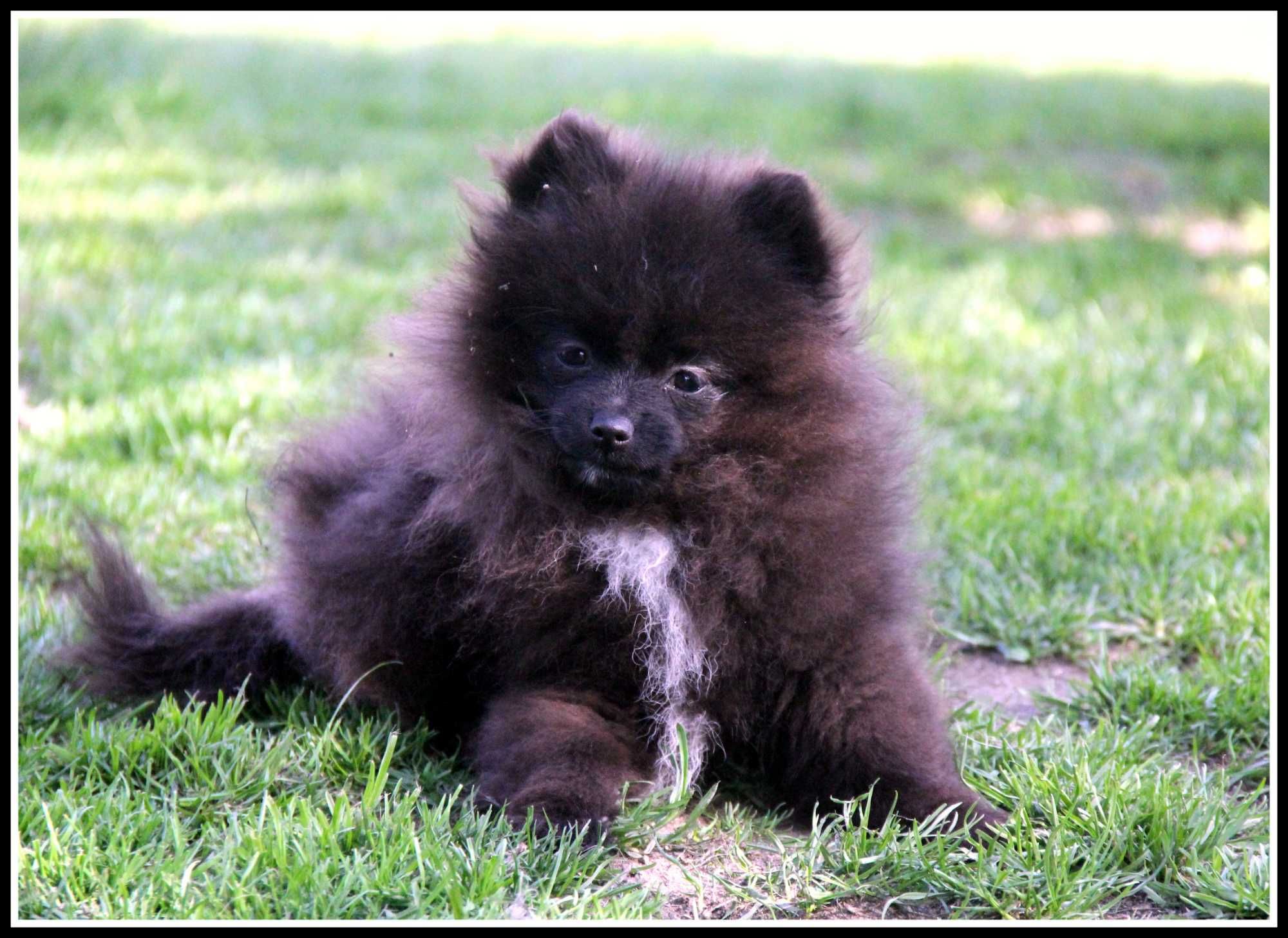 Czarna dziewczynka Pomeranian