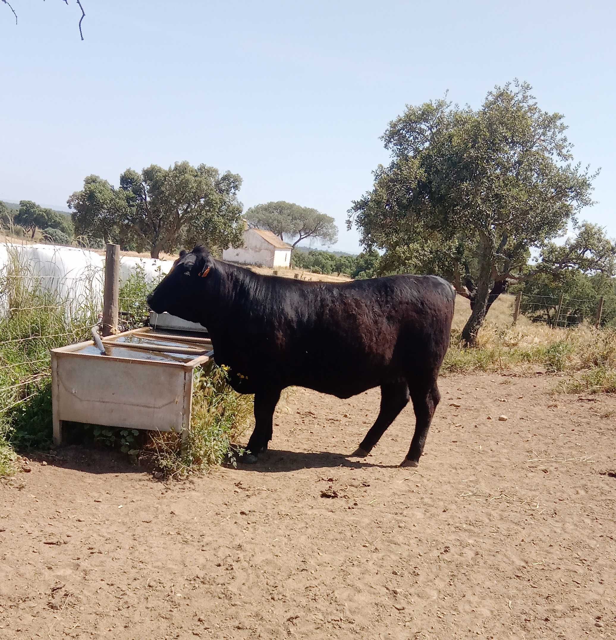 vitelas / vaca com cria Angus