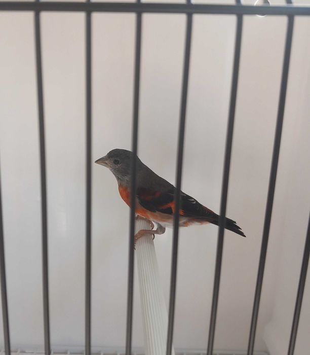 Casal de cardinalitos