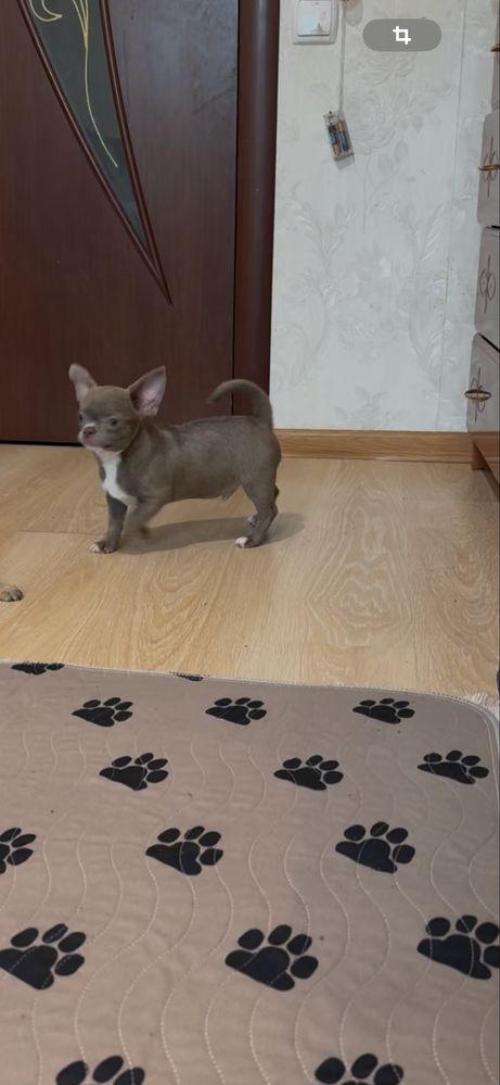 Ліловий чіхуахуа
