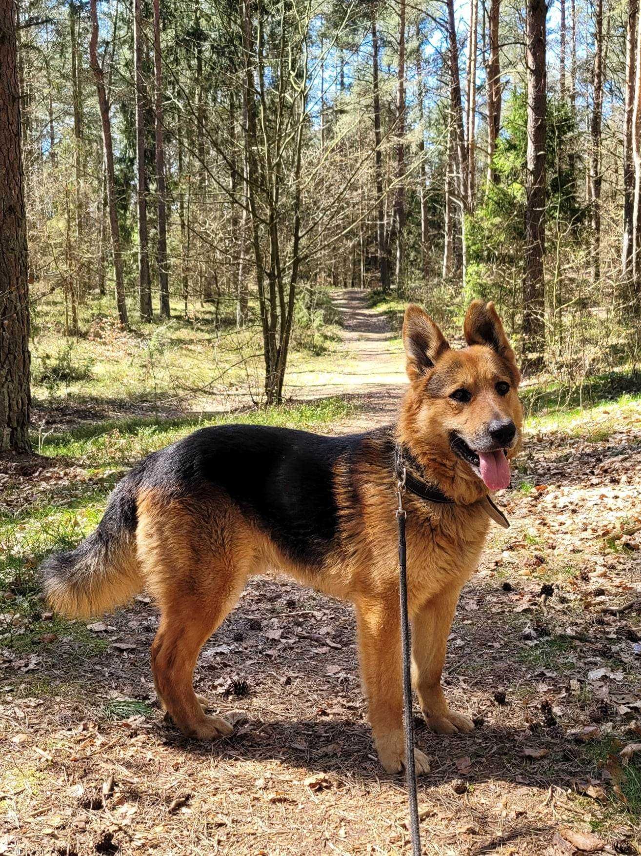 Kochany, spokojny, przyjazny psiak w typie owczarka szuka domu