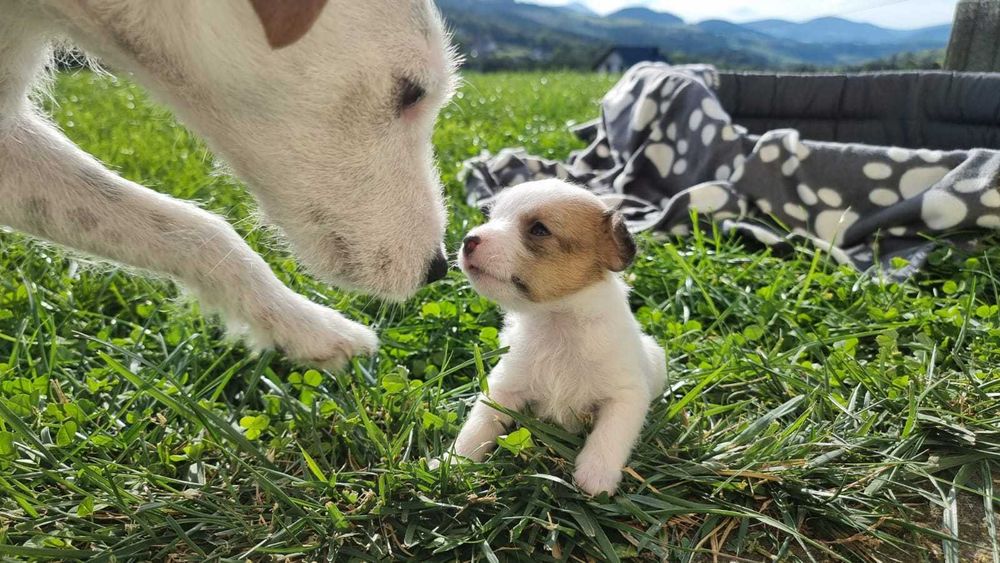 Suczka FCI Parson Russell Terrier szczenię