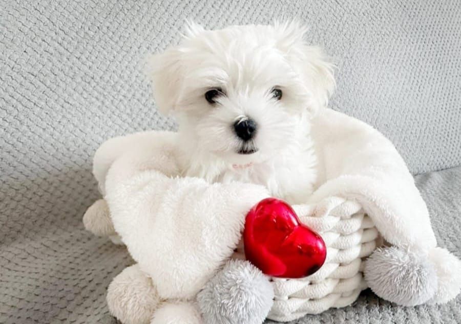 Piesek Maltańczyk rodowód