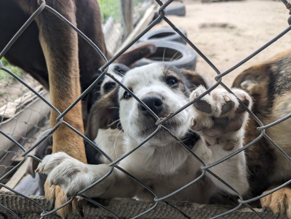 Щенята будуть середні по 2,5 місяці, хлопці та дівчата шукаємо родини!