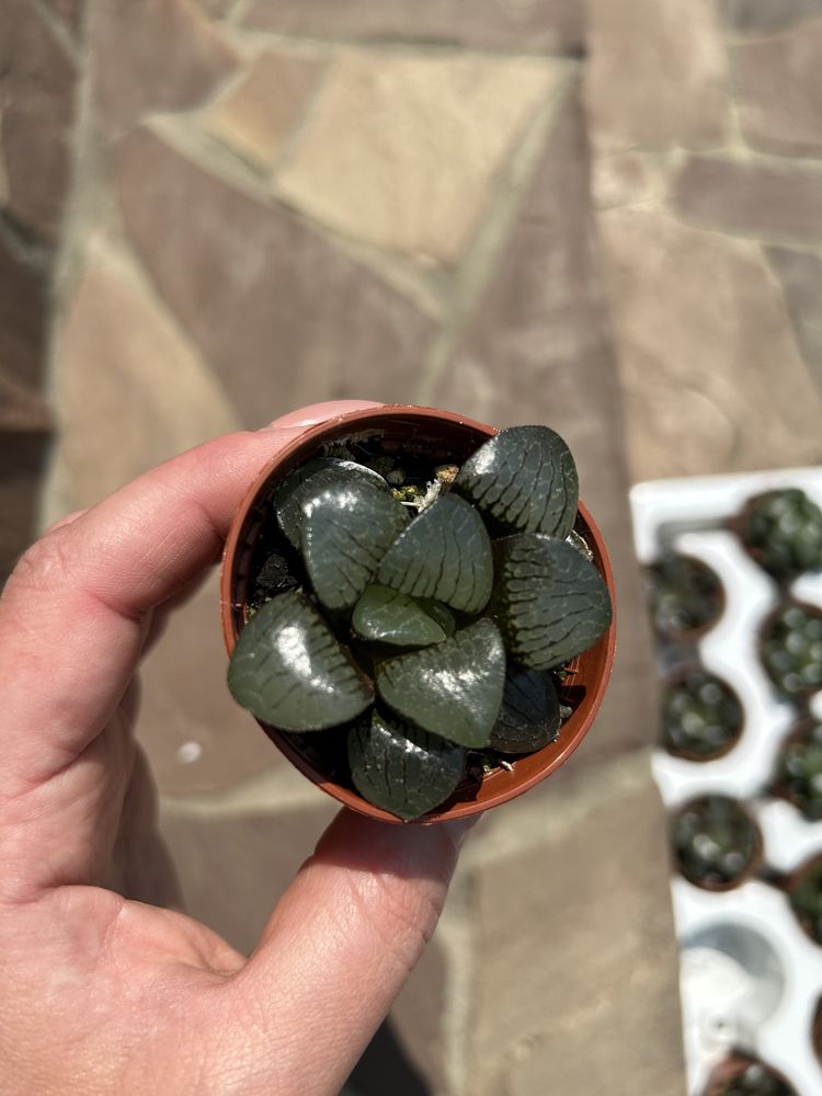 Хавортия Haworthia cooperi  retusa obtusa white bird   bayeri