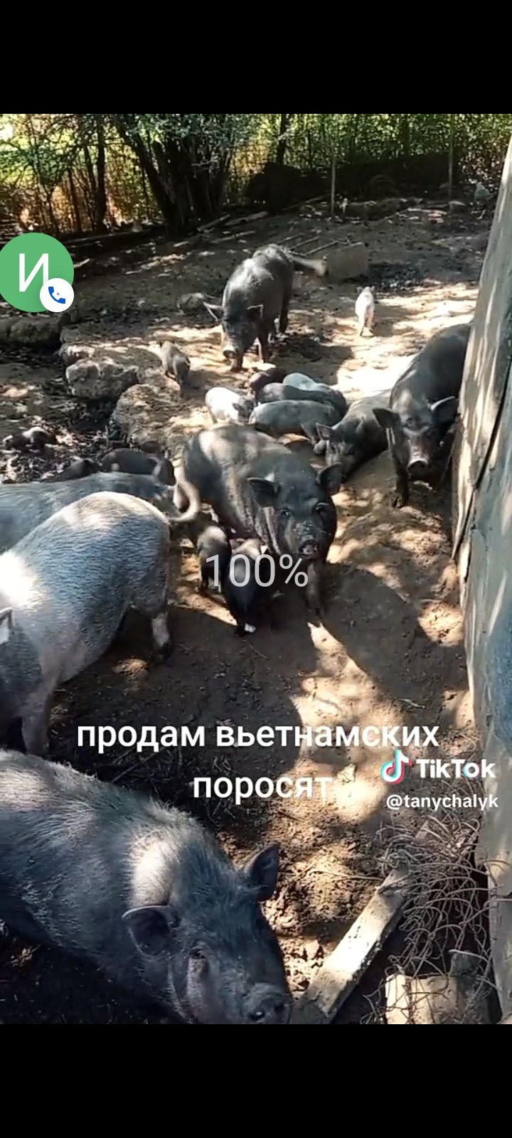 Продам вьетнамских поросят