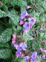 miodunka pulmonaria