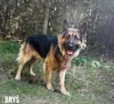Owczarek niemiecki mix, 2 letni Bryś, adopcja za darmo oddam