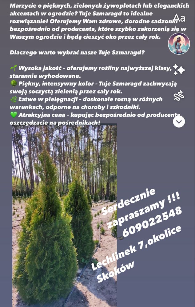 Tuje szmaragd PRODUCENT