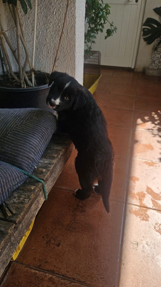 Caes Bebes para adoção