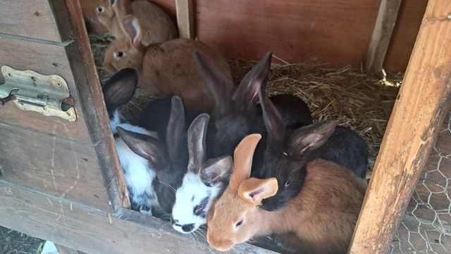 Kroliki rasowe mieszańce w różnym wieku