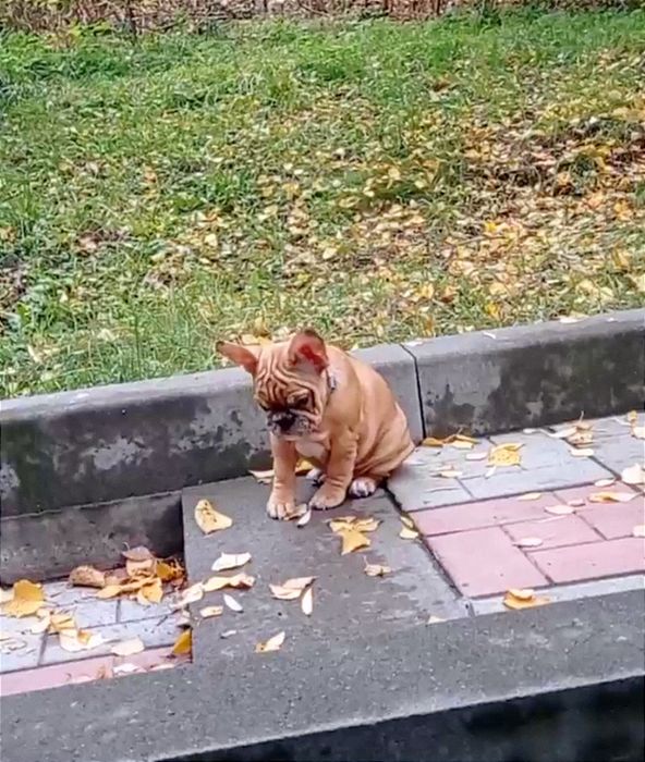 Цуценята французького бульдога.