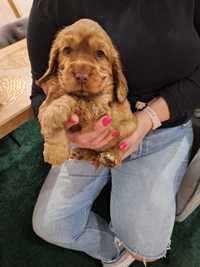 Cocker spaniel suczka