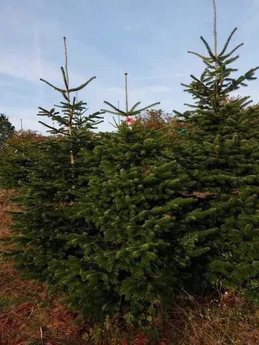 Jodła kaukaska z Dani Dania H.U.R.T, piękne choinki