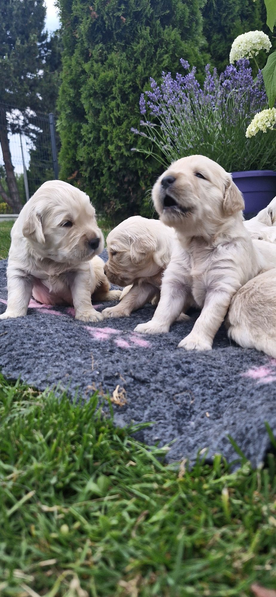 Golden Retriever FCI suczka zkwp