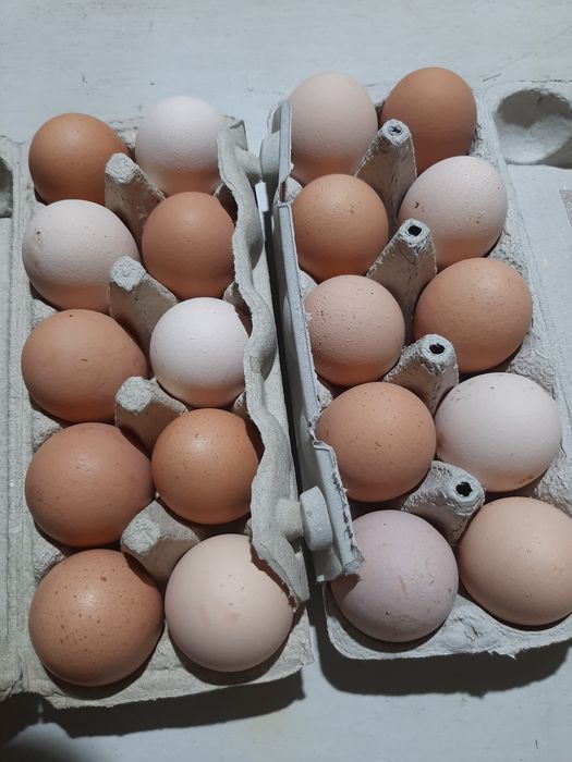 Swojskie jajka HURT-DETAL 11ZŁ/10SZT.