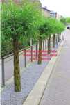 Wierzba ozdobna Salix Americana,polska palma