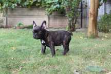 Buldog francuski - piesek