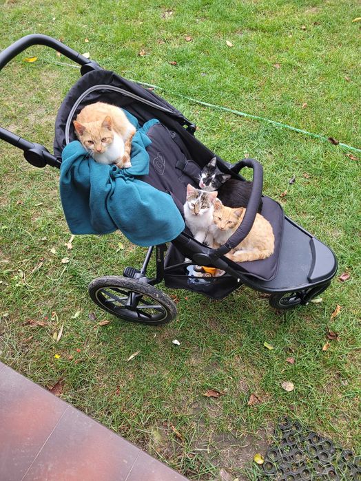 Oddam kotki w dobre rece