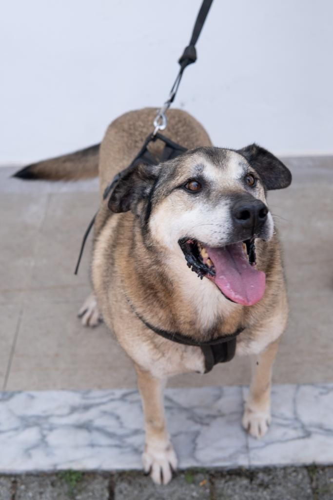 Peludinho x husky para adopção consciente