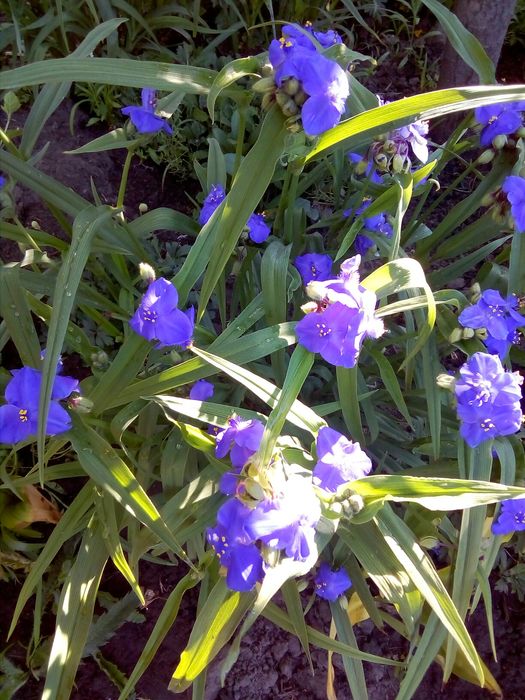 Багаторічні квіти