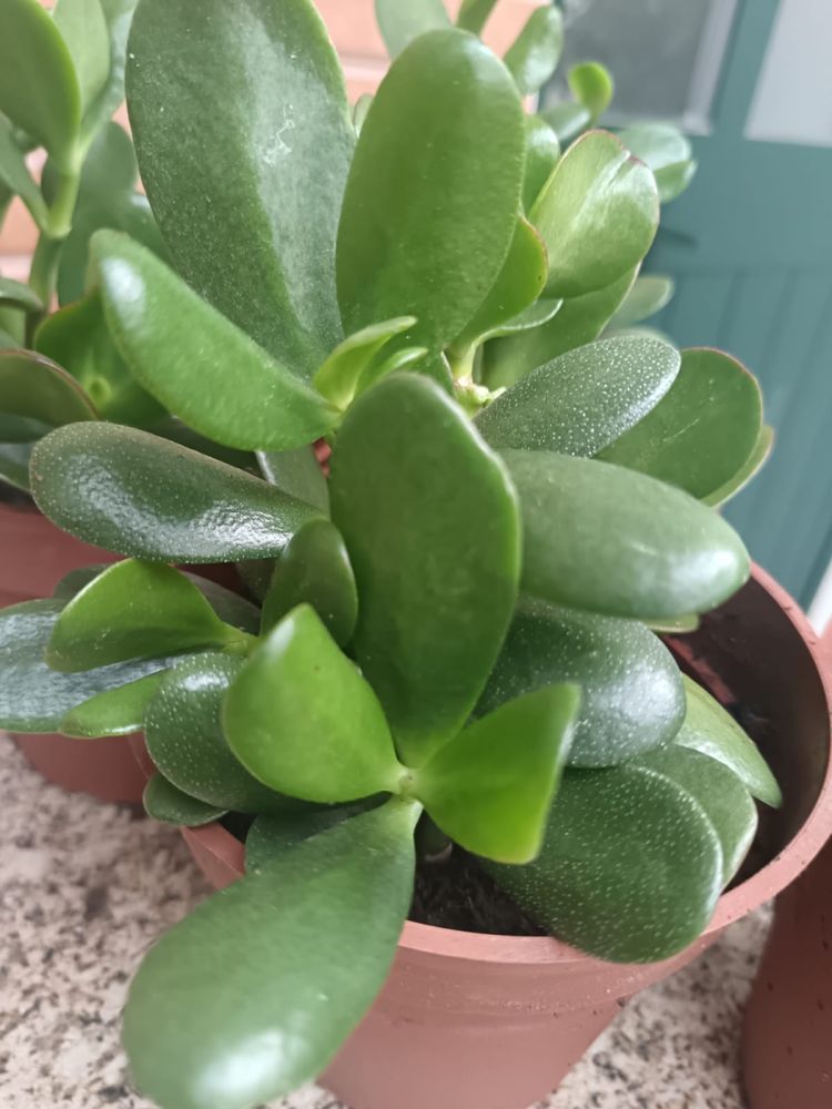 Planta de jade - planta da prosperidade