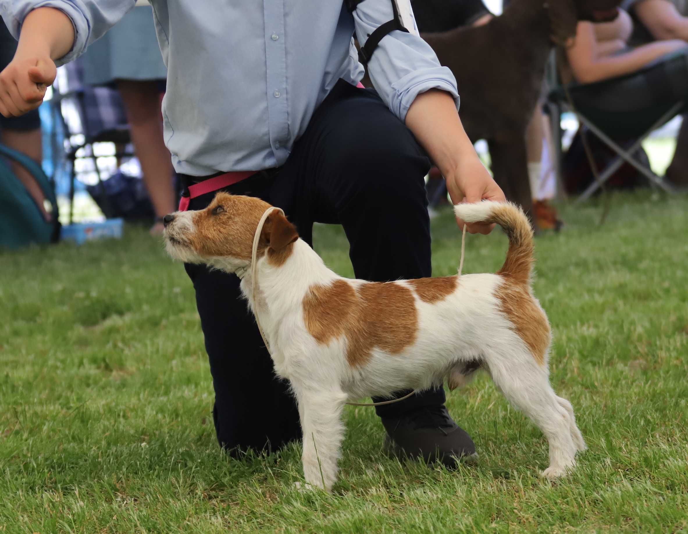 Jack Russell Terrier ZKwP FCI piesek rezerwacja