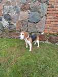 Pies beagle tricolor