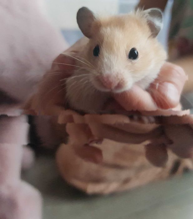 Chomik syryjski krótkowłosy