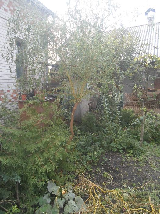 Верба королівська кучерява